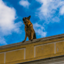 Dog on a Roof
