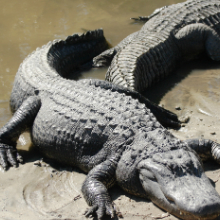 Sleepin' with the Gators